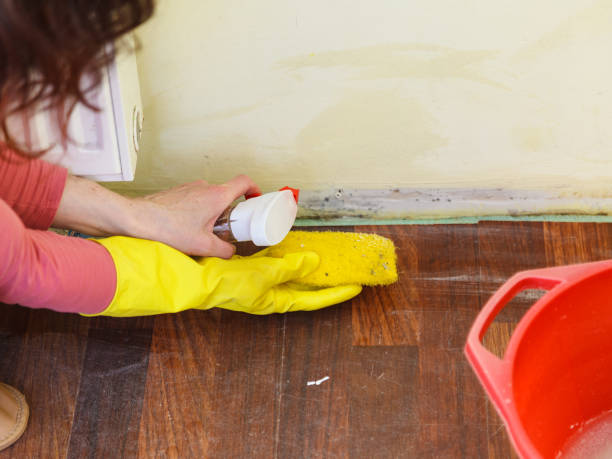 Why You Should Choose Our Mold Remediation Services in Beachwood, NJ